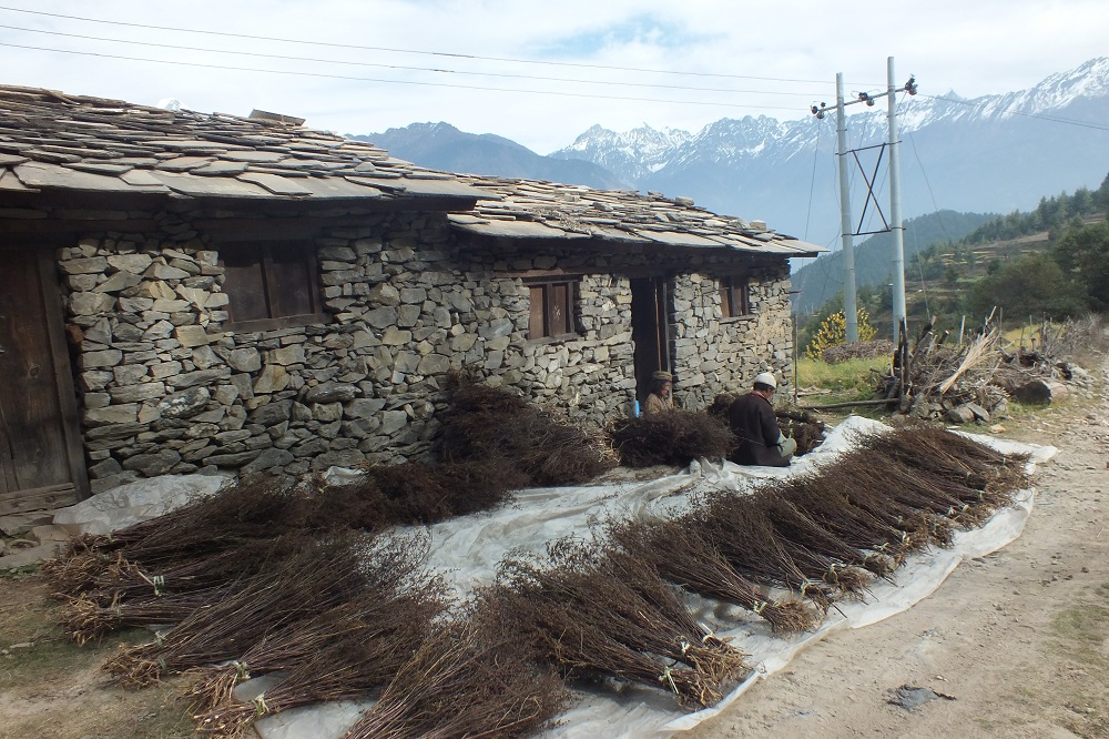 Chirato Drying In the Field